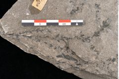 Foto (Detailansicht) von Araucarites sp.  (NHMW-GEO-2024-0188-10583)